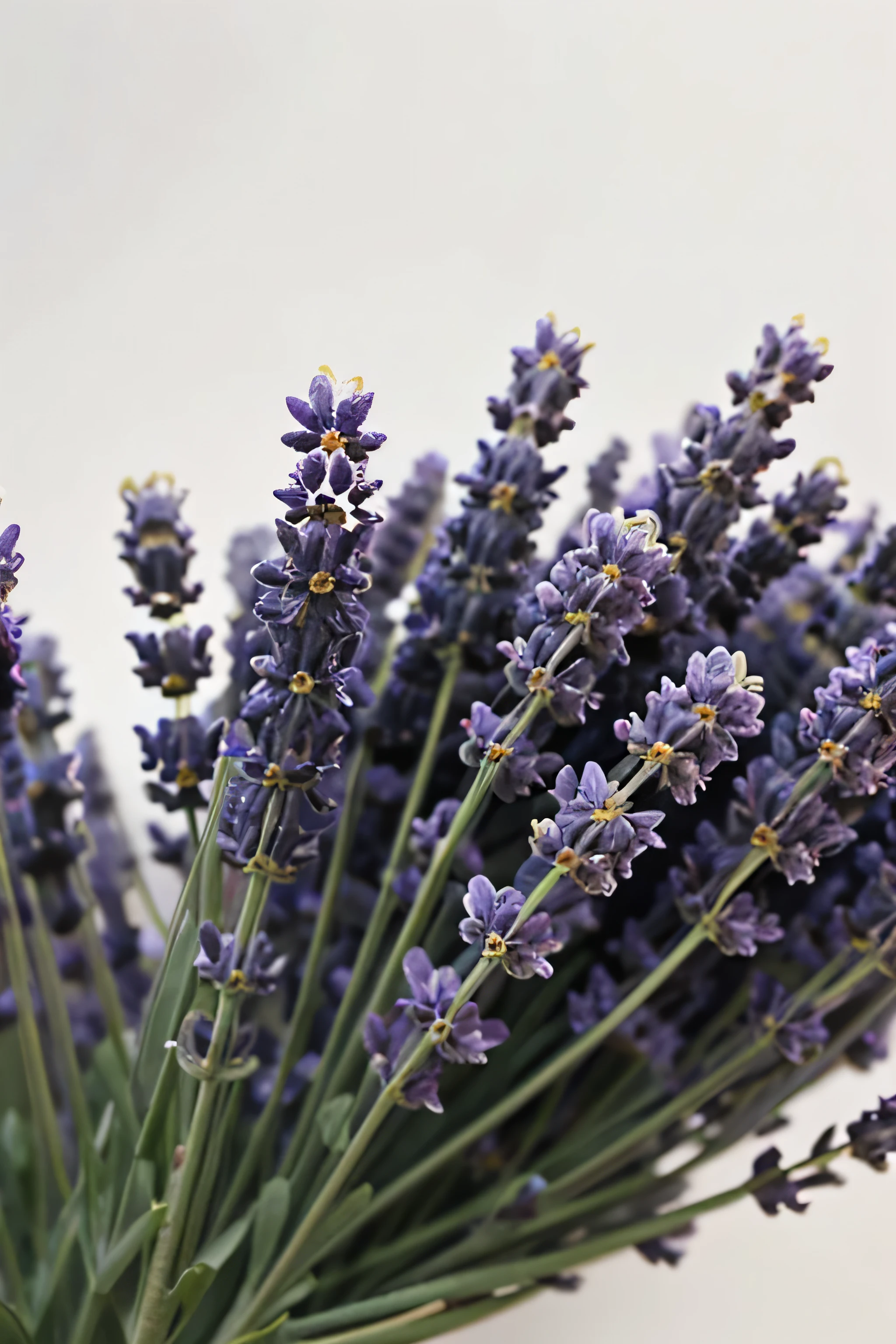 close-up photo of lavender flowers on a white background