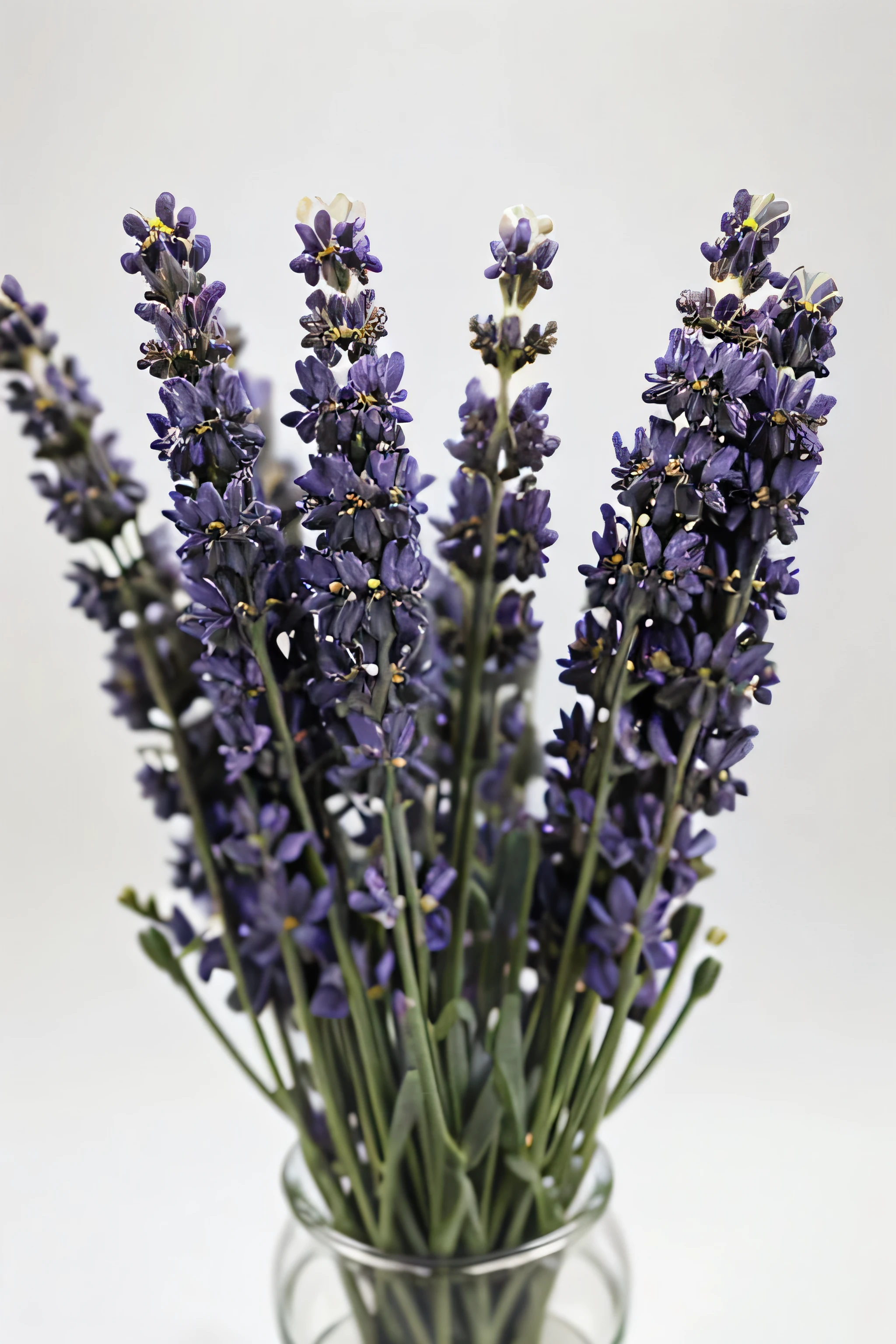close-up photo of lavender flowers on a white background