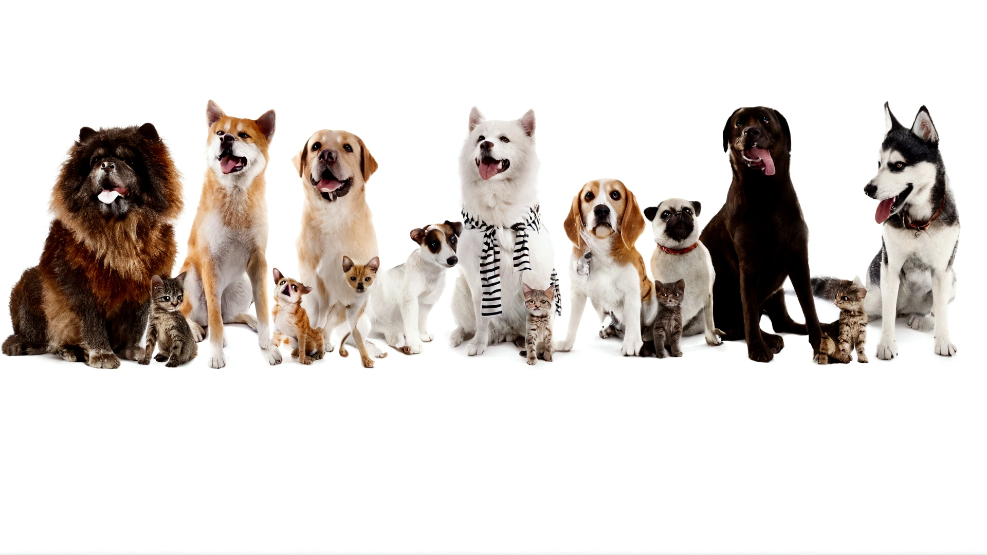 cachorros e gatos