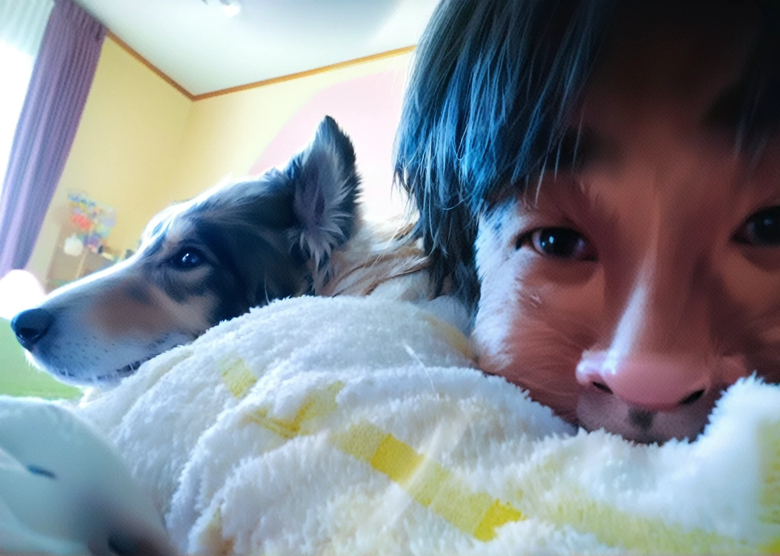 毛布にくるまれた犬と人がいる 活発な小型With the dog, Taken on iPhone 10, Dog selfie, iPhone Photos, , With the dog, Shot on Sony Alpha 9, Photos taken in 2020, image, Sheltie