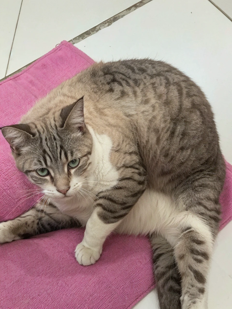 make this cat with a muscular human body