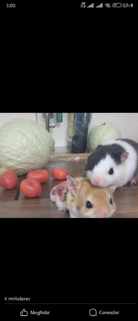 Golden hamster with white