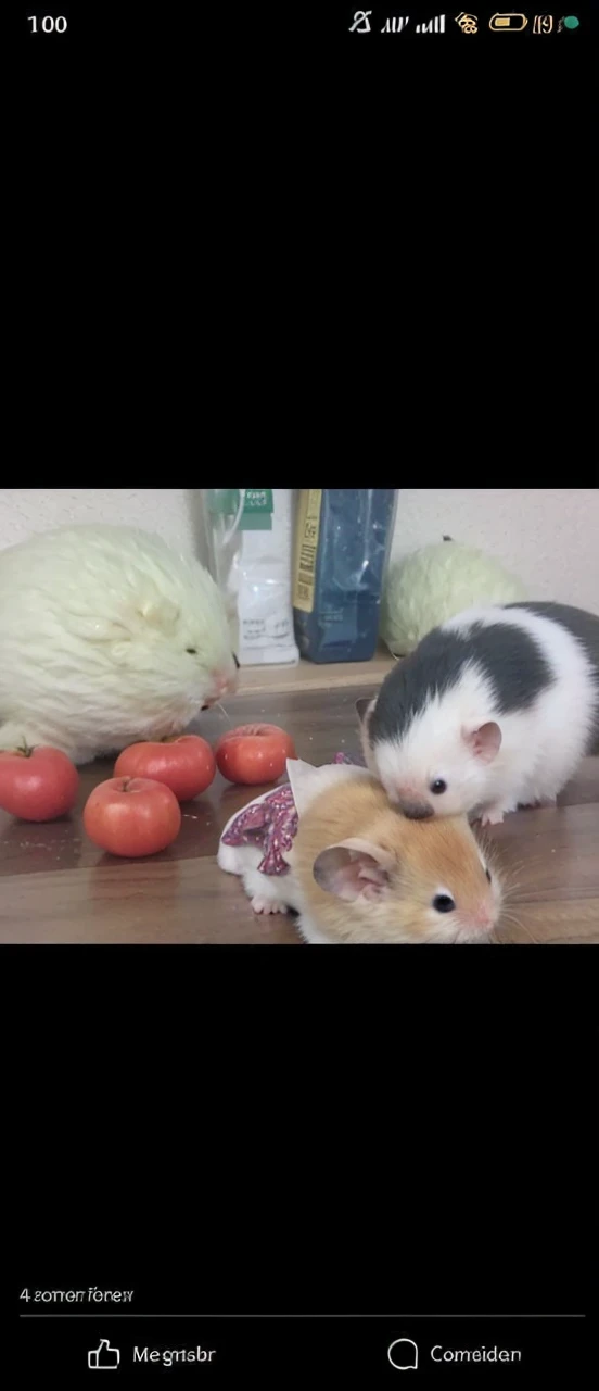 Golden hamster with white 