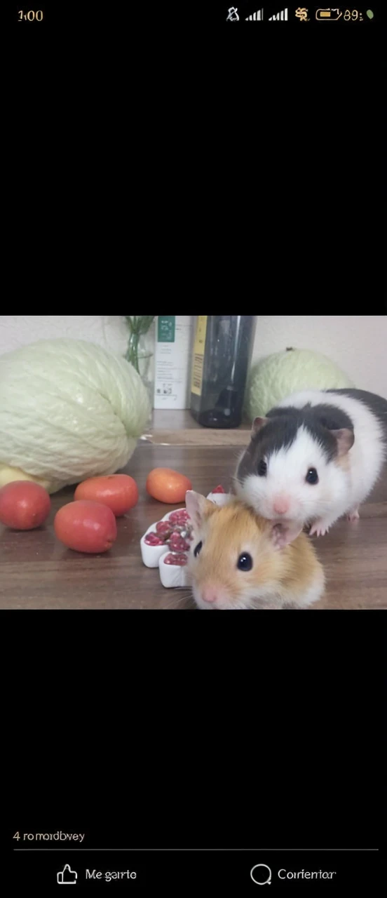 Golden hamster with white 