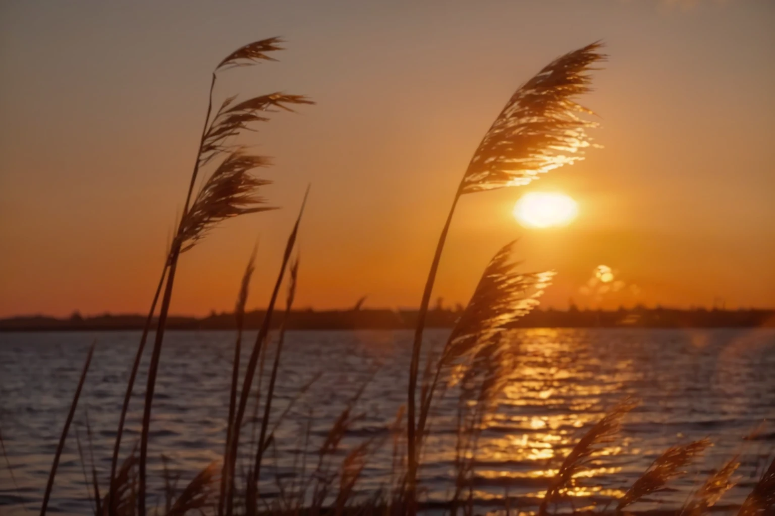 a close-up of a sunset with a body of water in the background, at the golden hour, during golden hour, na golden-hour, sunset photo at the golden hour, at the golden hour, golden-hour, Retroiluminação Sunset Golden Hour, shot at the golden hour, Phragmites, during a sunset, golden hour photography, warm spring sunset