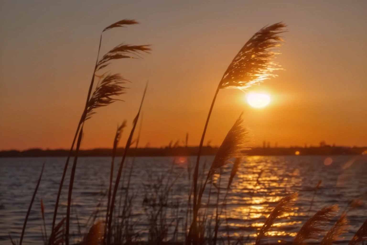 a close-up of a sunset with a body of water in the background, at the golden hour, during golden hour, na golden-hour, sunset photo at the golden hour, at the golden hour, golden-hour, Retroiluminação Sunset Golden Hour, shot at the golden hour, Phragmites, during a sunset, golden hour photography, warm spring sunset
