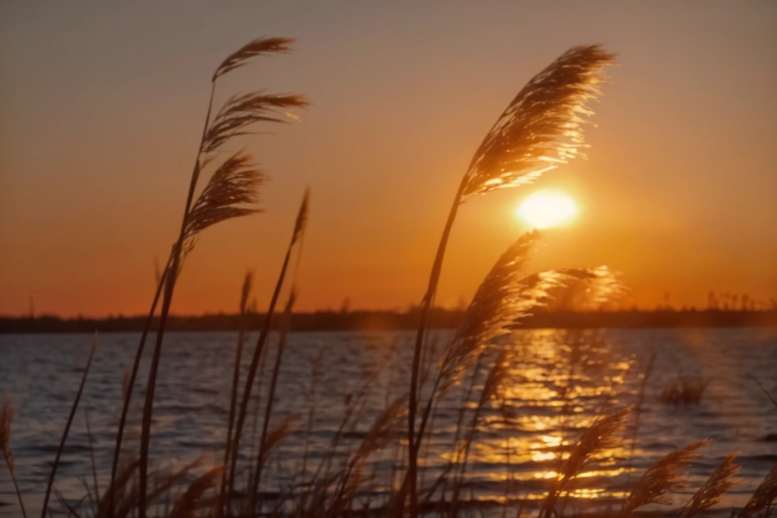 a close-up of a sunset with a body of water in the background, at the golden hour, during golden hour, na golden-hour, sunset photo at the golden hour, at the golden hour, golden-hour, Retroiluminação Sunset Golden Hour, shot at the golden hour, Phragmites, during a sunset, golden hour photography, warm spring sunset