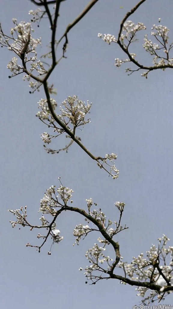 Many moles, tree buds coming out of moles, Japanese women, horror, ugly, disgusting