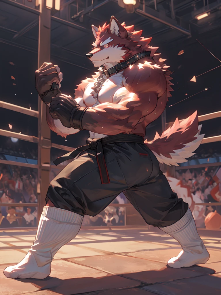 Best quality, diederich olsen (/knights college/), wolf, kemono, nj5furry, Red Fur, Red eyes, Medium Muscular Body, Solo, fighting Pose, (white socks:1.5), Collar, topless, trunk, Sweat, Fierce eyes, Smille, Martial Arts, Competition Ring