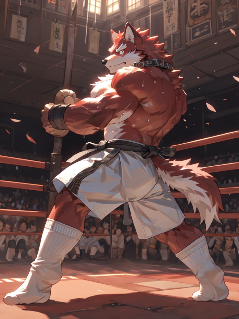 Best quality, diederich olsen (/knights college/), wolf, kemono, nj5furry, Red Fur, Red eyes, Medium Muscular Body, Solo, fighting Pose, (white socks:1.5), Collar, topless, trunk, Sweat, Fierce eyes, Smille, Martial Arts, Competition Ring