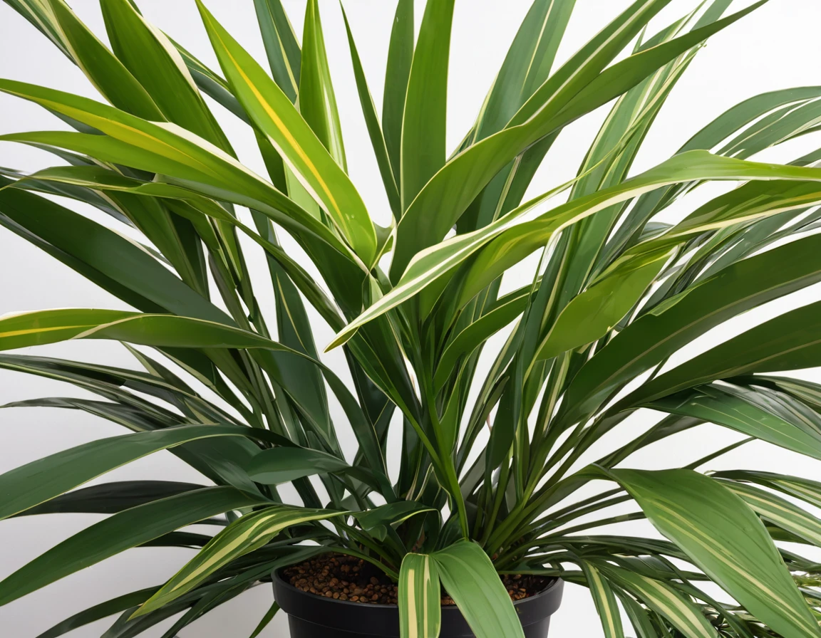 Foliage plant(Dracaena concinna