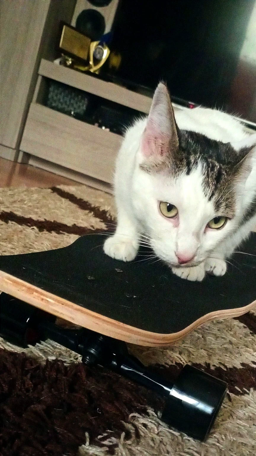 put a baseball cap on the cat's head