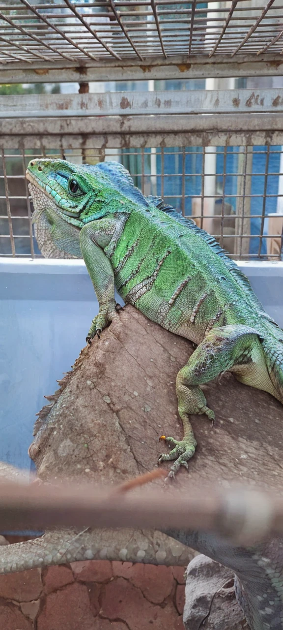 put wings on that lizard