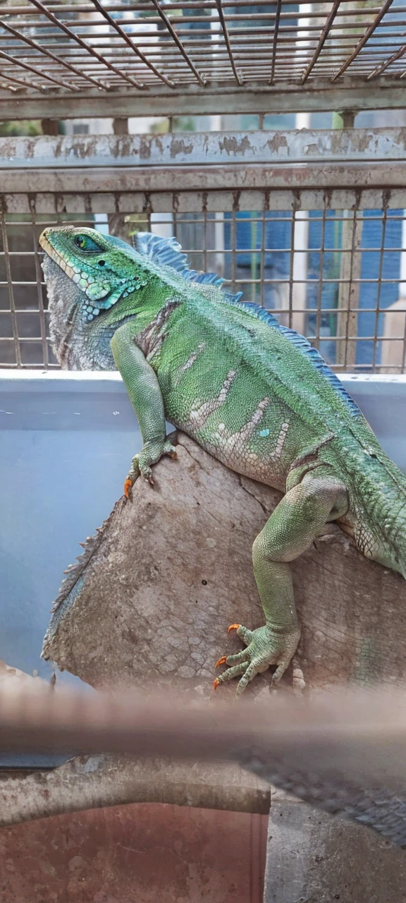 put wings on that lizard