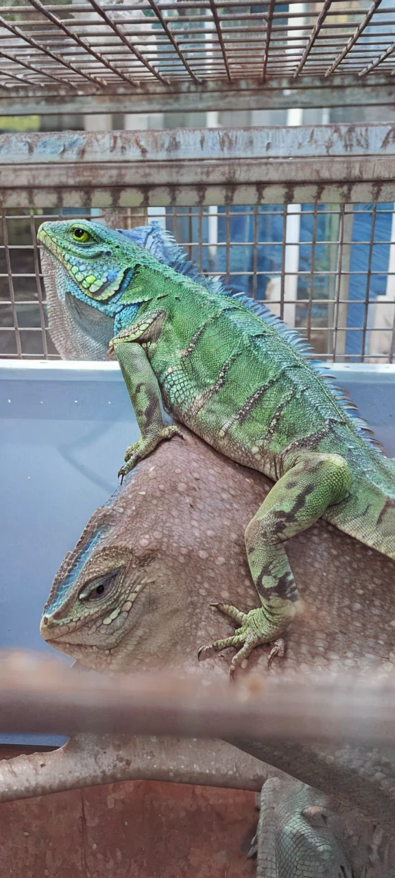 put wings on that lizard