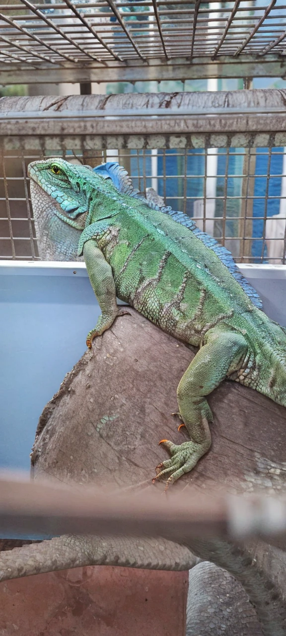 put wings on that lizard