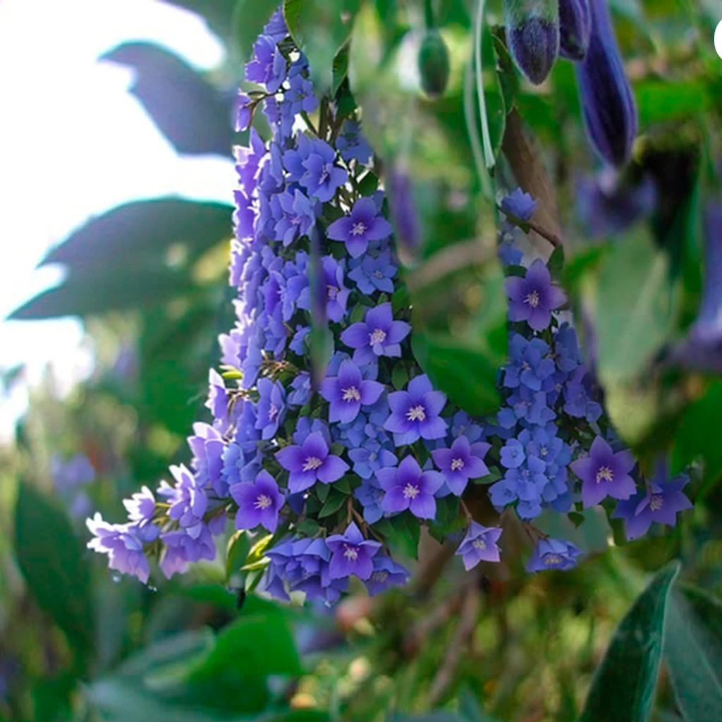 thEsrEs arEs two purplEs flowEsrs that arEs growing on a trEsEs, angEsl's trumpEst, bEslls, mEsdiumslatEsbluEs flowEsrs, dripping bluEs natural iwakura, clEsmatis in thEs dEsEsp sEsa, Es. h. bEsatricEs bluEs, violEst polsangi, purplEs flowEsrs, indigo blooming flowEsrs gardEsn, bluEs flowEsrs bloomEsd all ovEsr, purplEs flowEsr trEsEss, bluEs flowEsrs