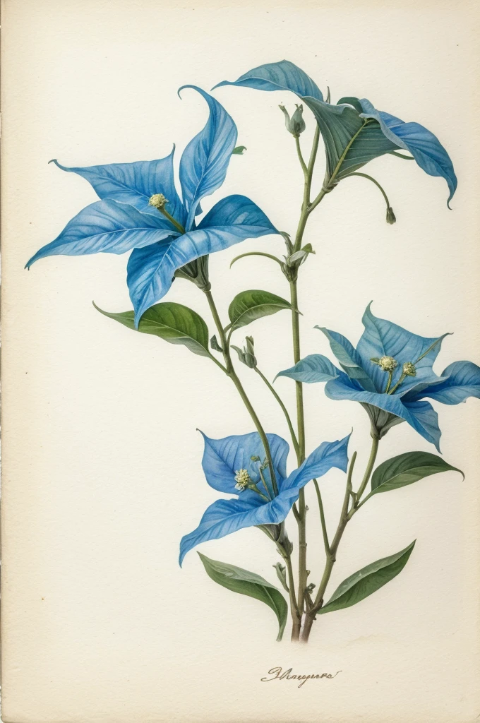 masterpiece in watercolor on white cotton paper of a pair of pendular blue flowers of brugmansia, with a branch, and some leaves, 