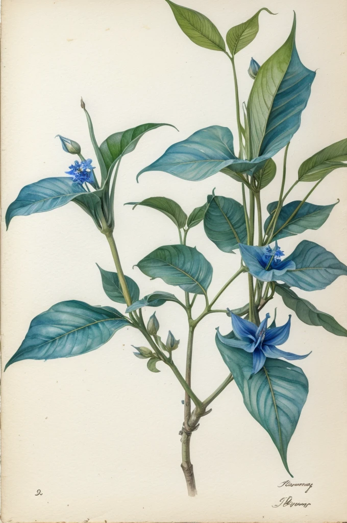 masterpiece in watercolor on white cotton paper of a pair of pendular blue flowers of brugmansia, with a branch, and some leaves, 