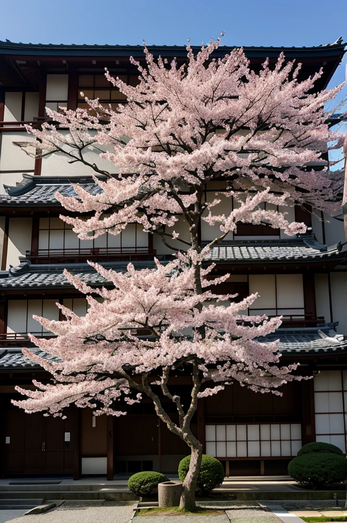 Japanese cherry tree