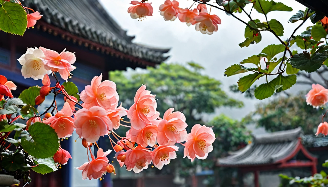 《Like a dream》,Choose Chinese style、patio、Begonia flowers、Petals falling,Storm