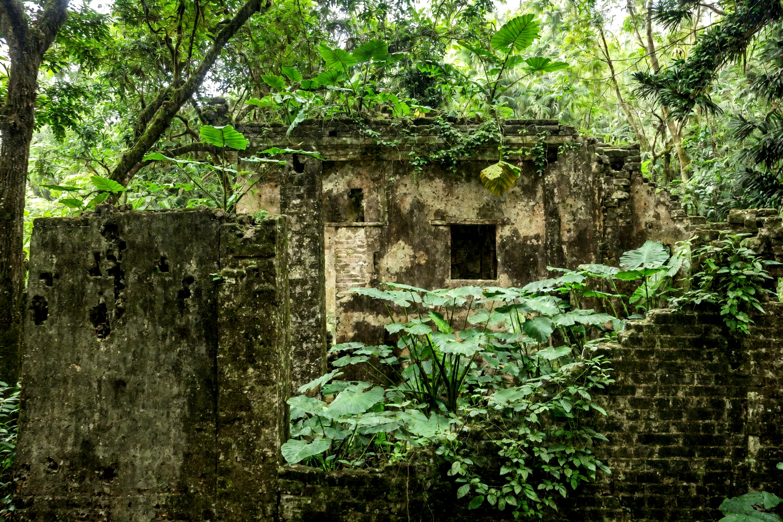 there is a small building in the middle of a forest, overgrown jungle ruins, ancient ruins in the forest, overgrown ruins, ancient overgrown ruins, overgrown jungle, old ruins, ancient magical overgrown ruins, mayan temple in the jungle, secret overgrown temple, abandoned ruins, jungle background with ruins, crumbling ruins, overgrown with lush plants