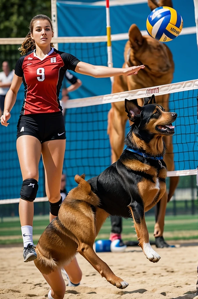 Dog playing volleyball