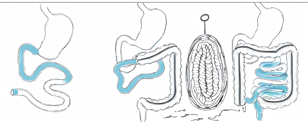 intestines, line drawing, ultra HD, 4K