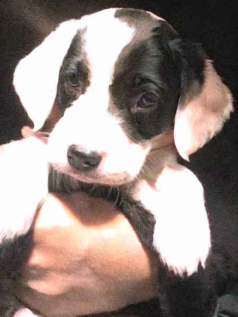premium、tomorrow、a puppy、black White
