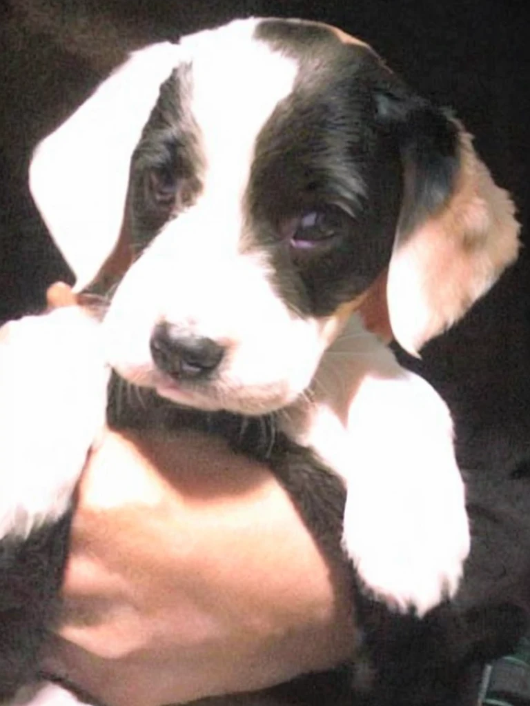 premium、tomorrow、a puppy、black White