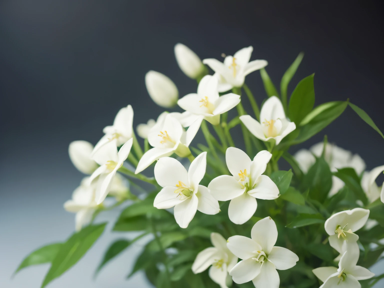 Pure white jasmine flowers on a blurred background
