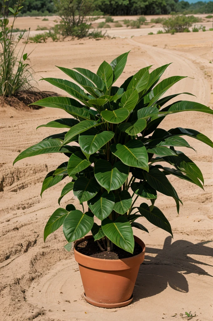 Same plant photo in different states
