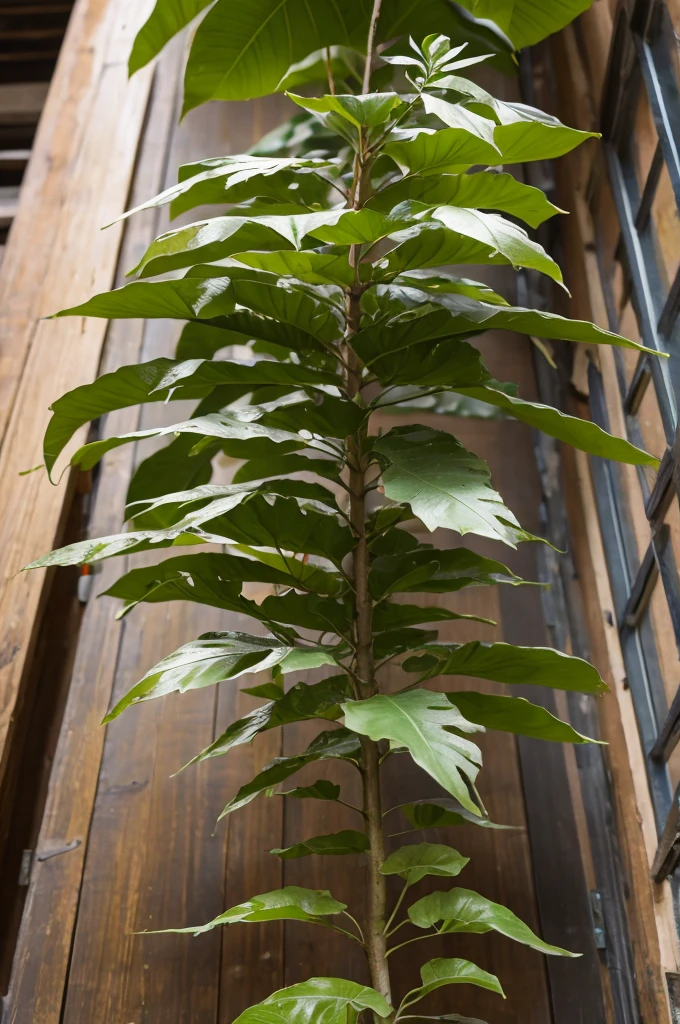 gymnosperm