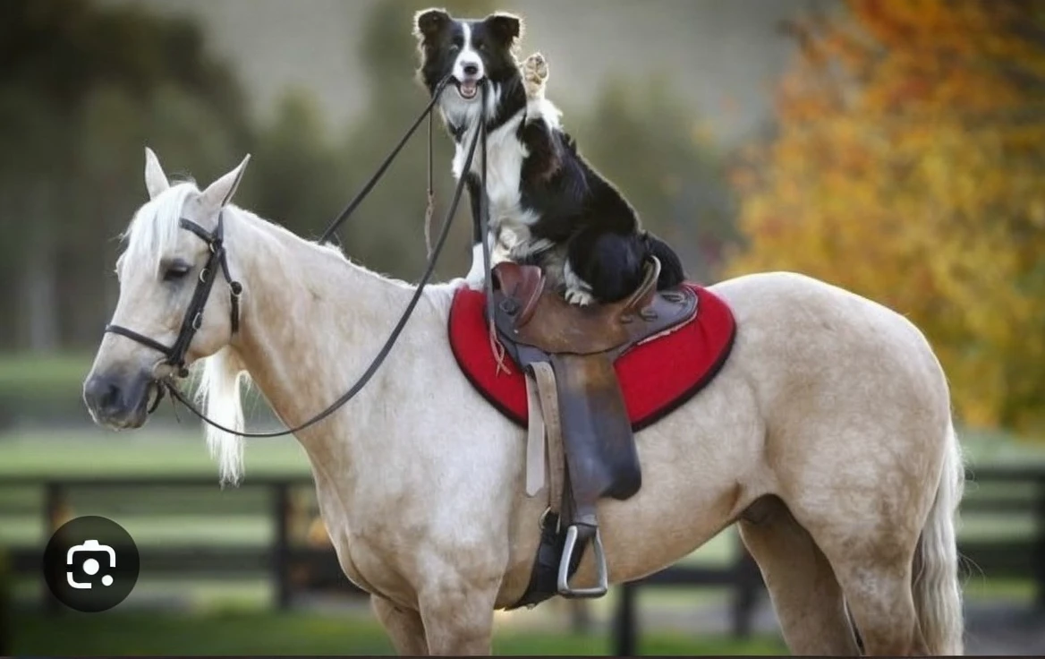 Take the photograph as a reference to do it in a drawing, but change the dog for a female opossum, don&#39;t change the horse