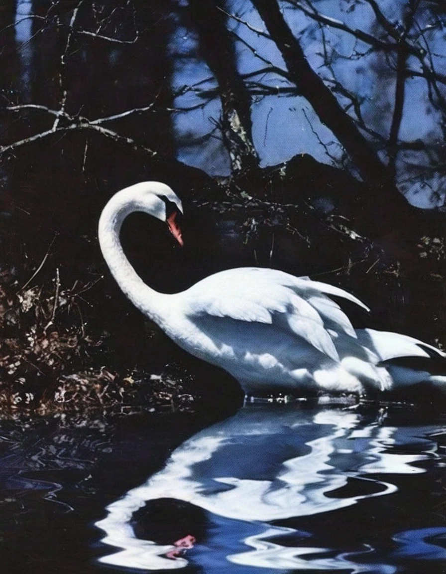 film photography, vintage, close up photo of white shinning swan in black water, blue dark forest night background
