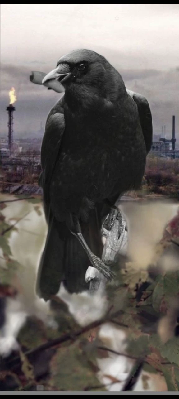 crow
