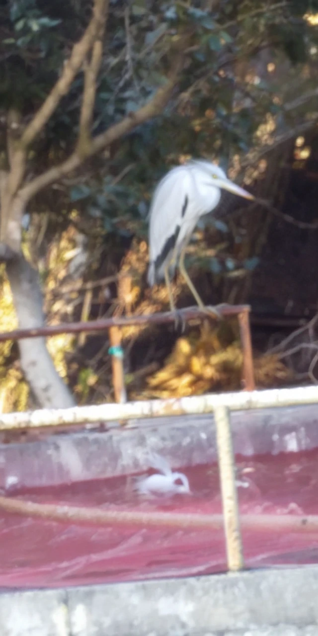 Egret watching goldfish