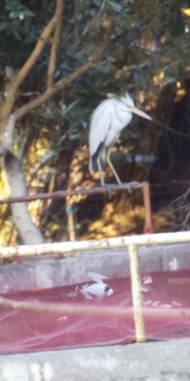 Egret watching goldfish
