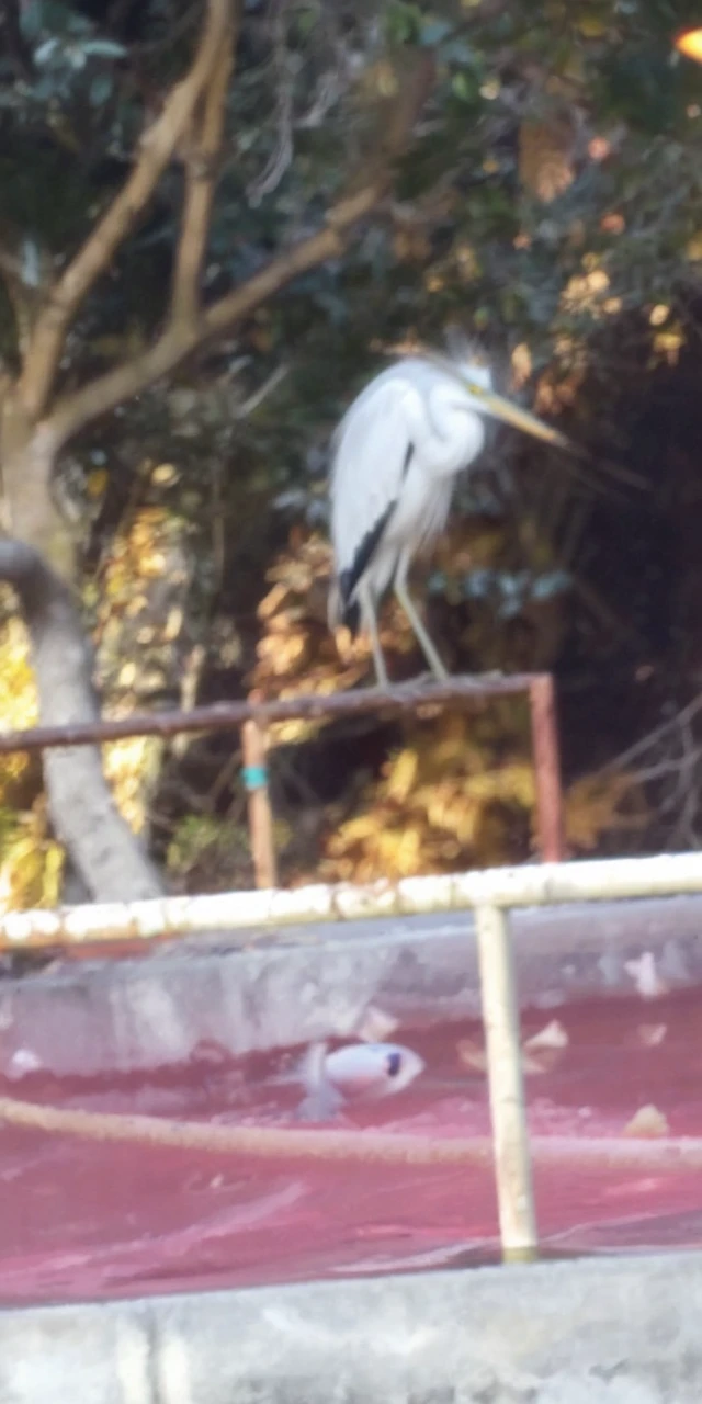 Egret watching goldfish