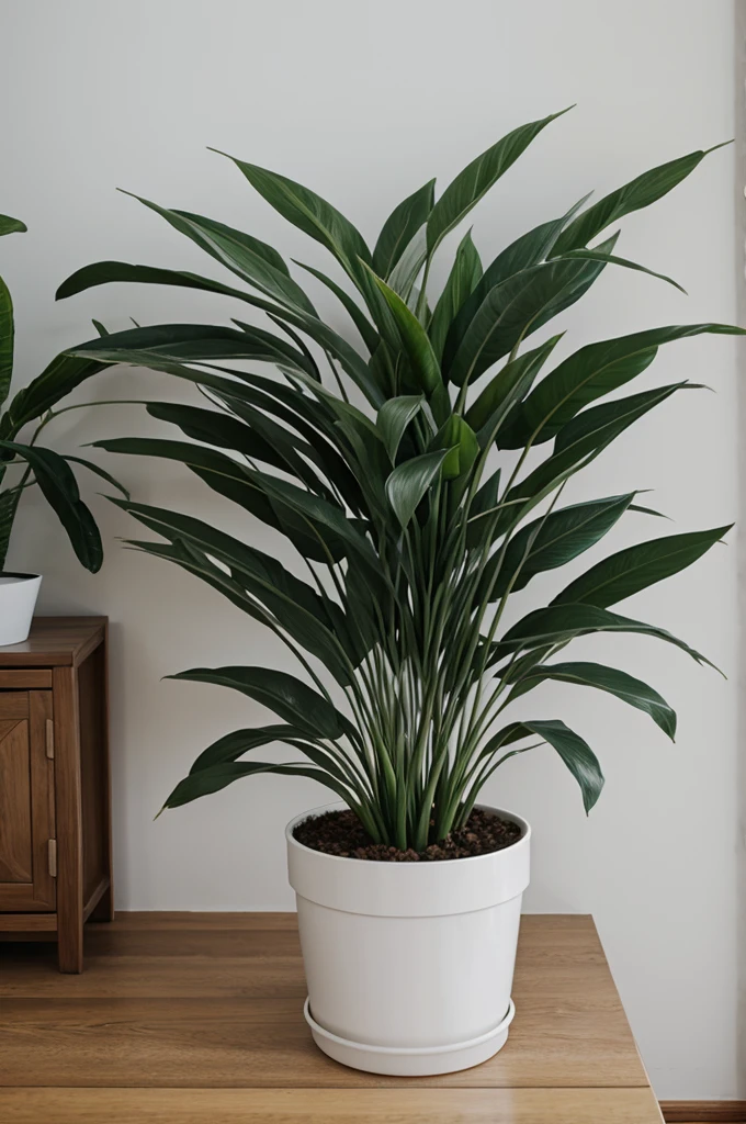 Indoor silver in white pot