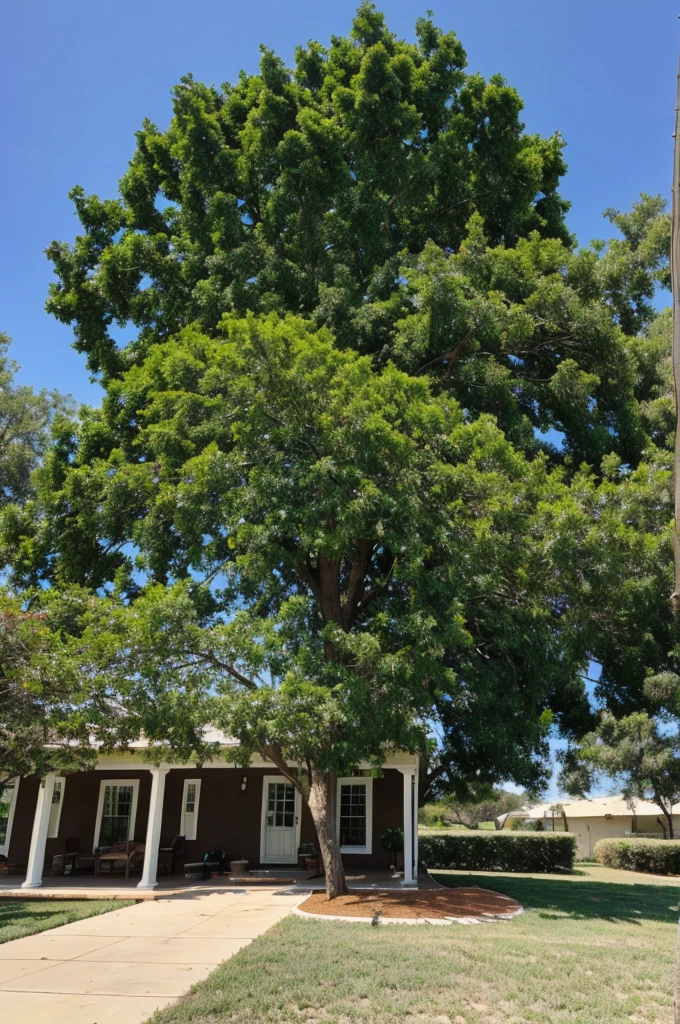 The big chili tree is taller than the house.