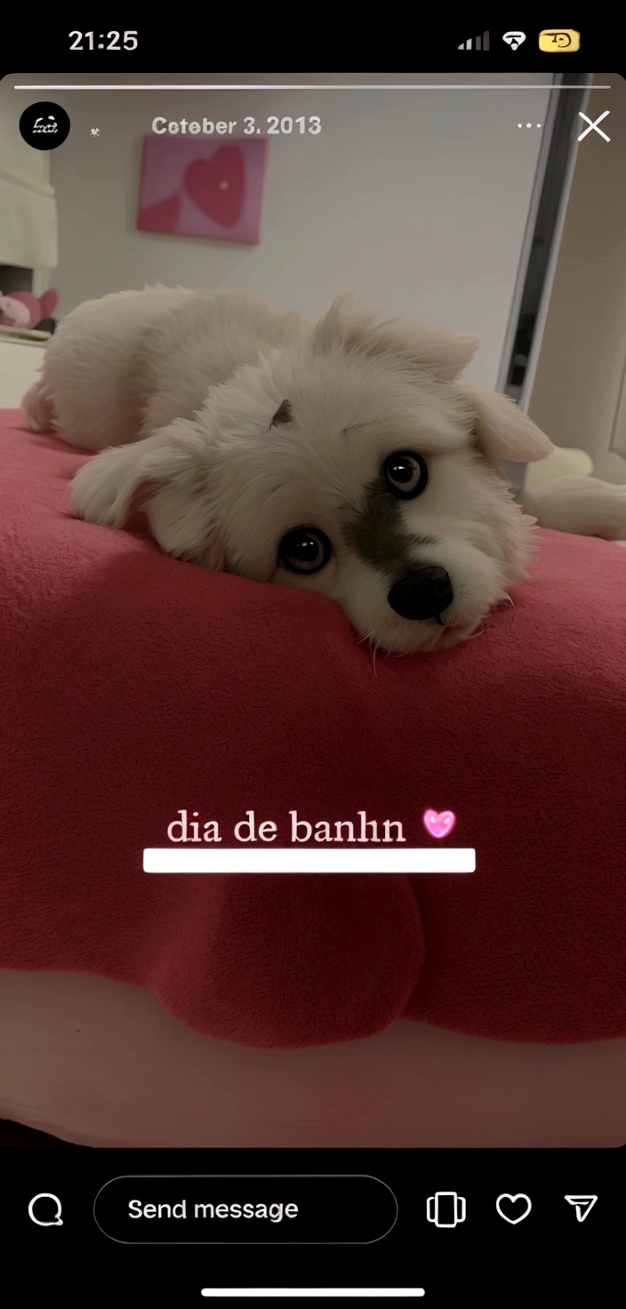 a little white dog, lying on a pink bed with a cute and calm look