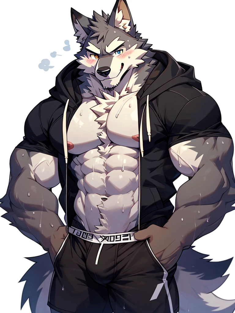 front view, white background, hands on hips, Furry, wolf, male, muscular, muscles, thick eyebrows, wearing hoodie(shirtless, hoodie, open hoodie, handsome), sweat, sweating, wearing boxer briefs, look at viewer, blushing, shy, smiling, happy