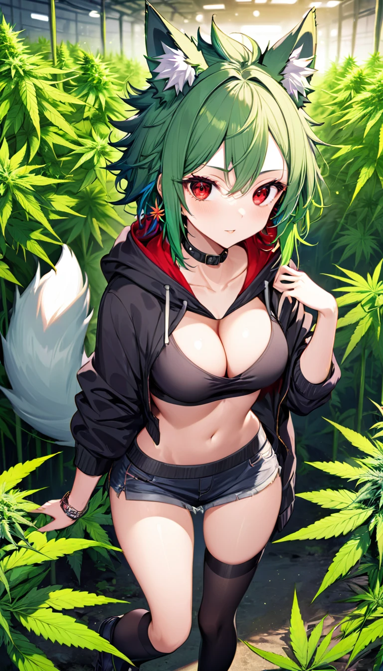, Croped, , cleavage, slim waist, cropped hoodie underboob, cropped hoodieunderboobhoodie, 1girl, 2 wolf ears, wolf tail, marijuana crop hoodie, crop shorts, marijuana hoodie, spiky hair, spiky fur, green hair, red eyes,marijuana field, tight clothes, perfect eyes, perfect hands, clear resolution, full body, cleavage skin, marijuana plants, open hoodie, marijuana scenery, black thigh high socks, full body, earrings, 1girl, skirt, cleavage, slim waist, cleavage, slim waist, hair pulled back,