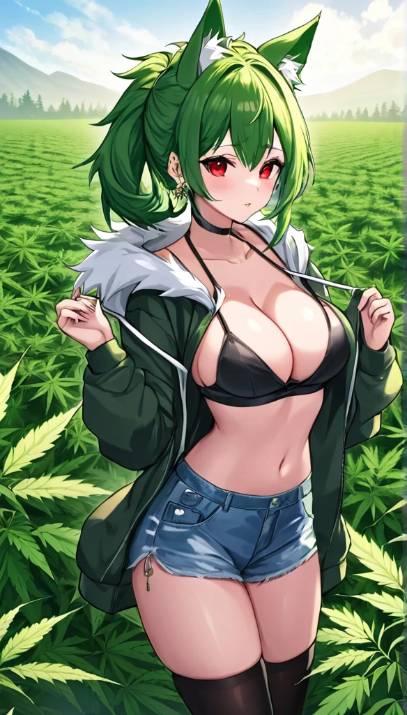   , Croped, , cleavage, slim waist, cropped hoodie underboob, cropped hoodieunderboobhoodie, 1girl, 2 wolf ears, wolf tail, marijuana crop hoodie, crop shorts, marijuana hoodie, spiky hair, spiky fur, green hair, red eyes,marijuana field, tight clothes, perfect eyes, perfect hands, clear resolution, full body, cleavage skin, marijuana plants, open hoodie, marijuana scenery, black thigh high socks, full body, earrings, 1girl, skirt,  cleavage, slim waist, cleavage, slim waist, hair pulled back, 