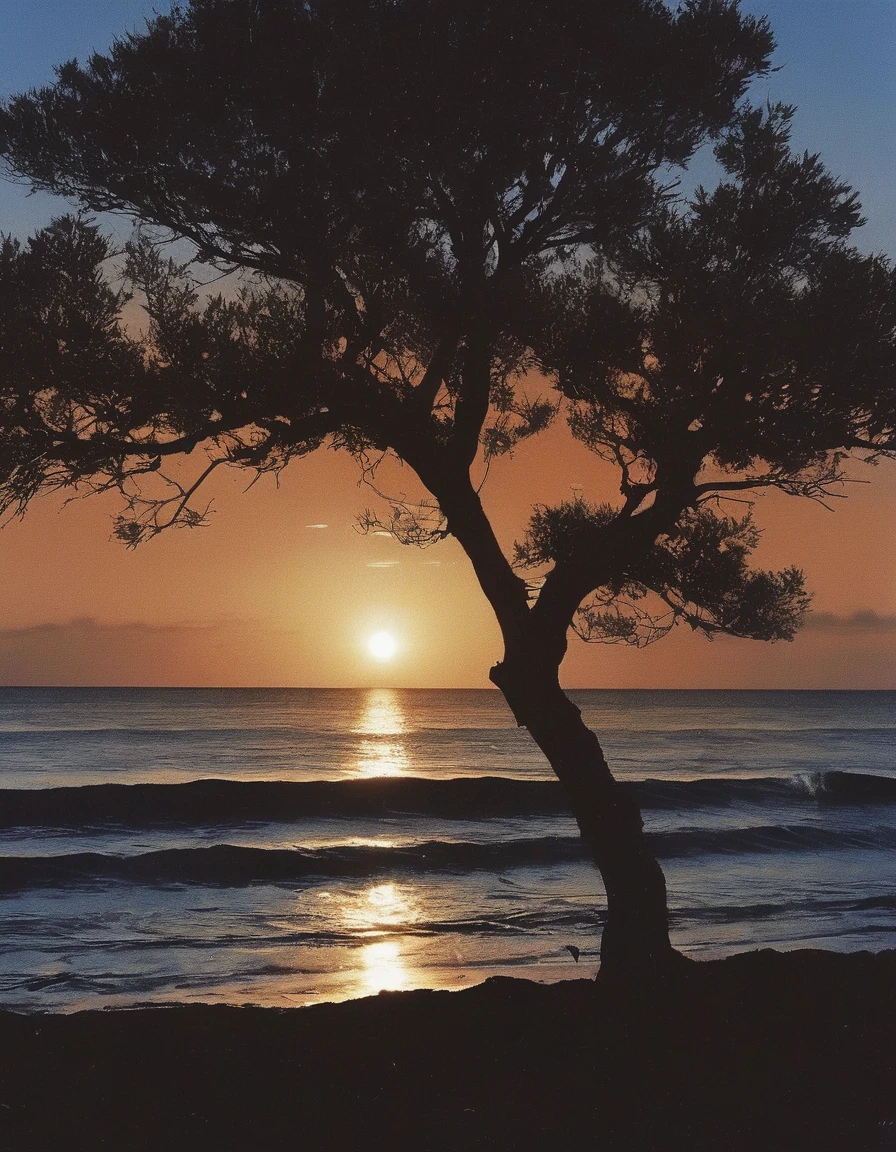vintage film photography of a tree in front of sunset in sea