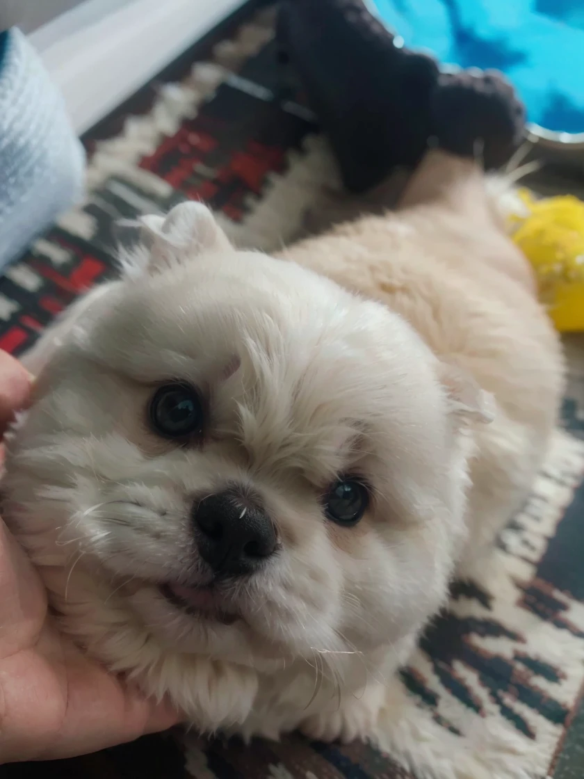 a fluffy white dog, marshmallow-like, adorable face, cute expression, detailed facial features, big round eyes, small nose, soft pink lips, soft fur, chubby cheeks, sitting pose, (best quality,4k,8k,highres,masterpiece:1.2),ultra-detailed,(realistic,photorealistic,photo-realistic:1.37),extremely detailed, vibrant colors, soft lighting, adorable, cute, whimsical