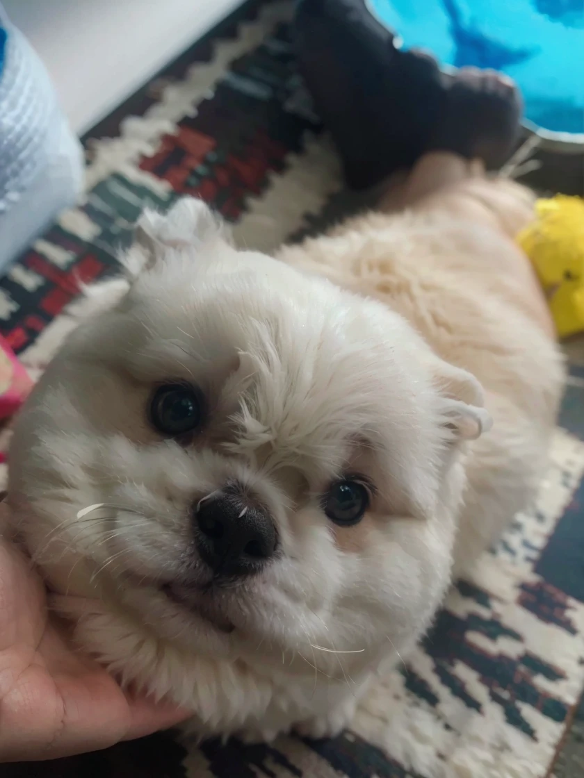 a fluffy white dog, marshmallow-like, adorable face, cute expression, detailed facial features, big round eyes, small nose, soft pink lips, soft fur, chubby cheeks, sitting pose, (best quality,4k,8k,highres,masterpiece:1.2),ultra-detailed,(realistic,photorealistic,photo-realistic:1.37),extremely detailed, vibrant colors, soft lighting, adorable, cute, whimsical