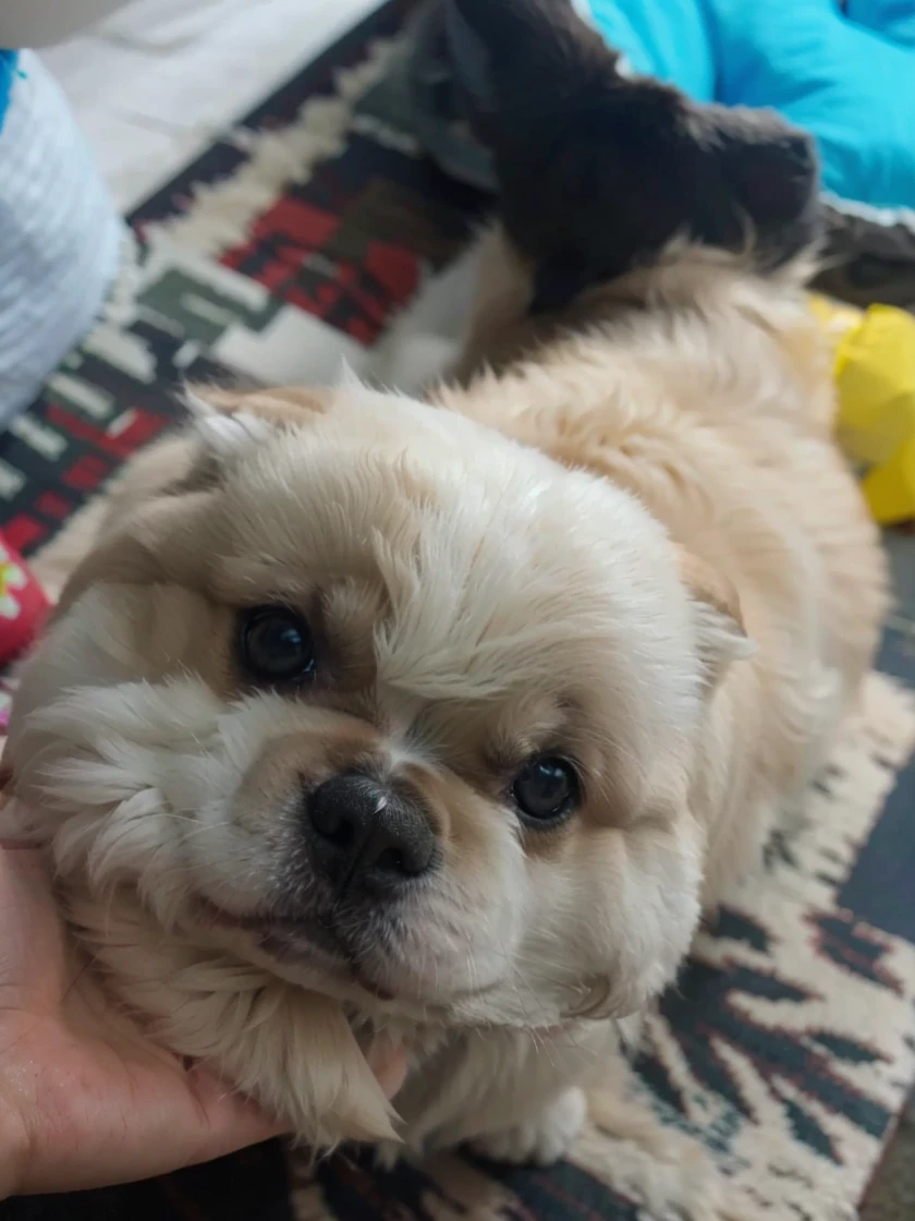 Make the dog look like a marshmallow and you can see its face.