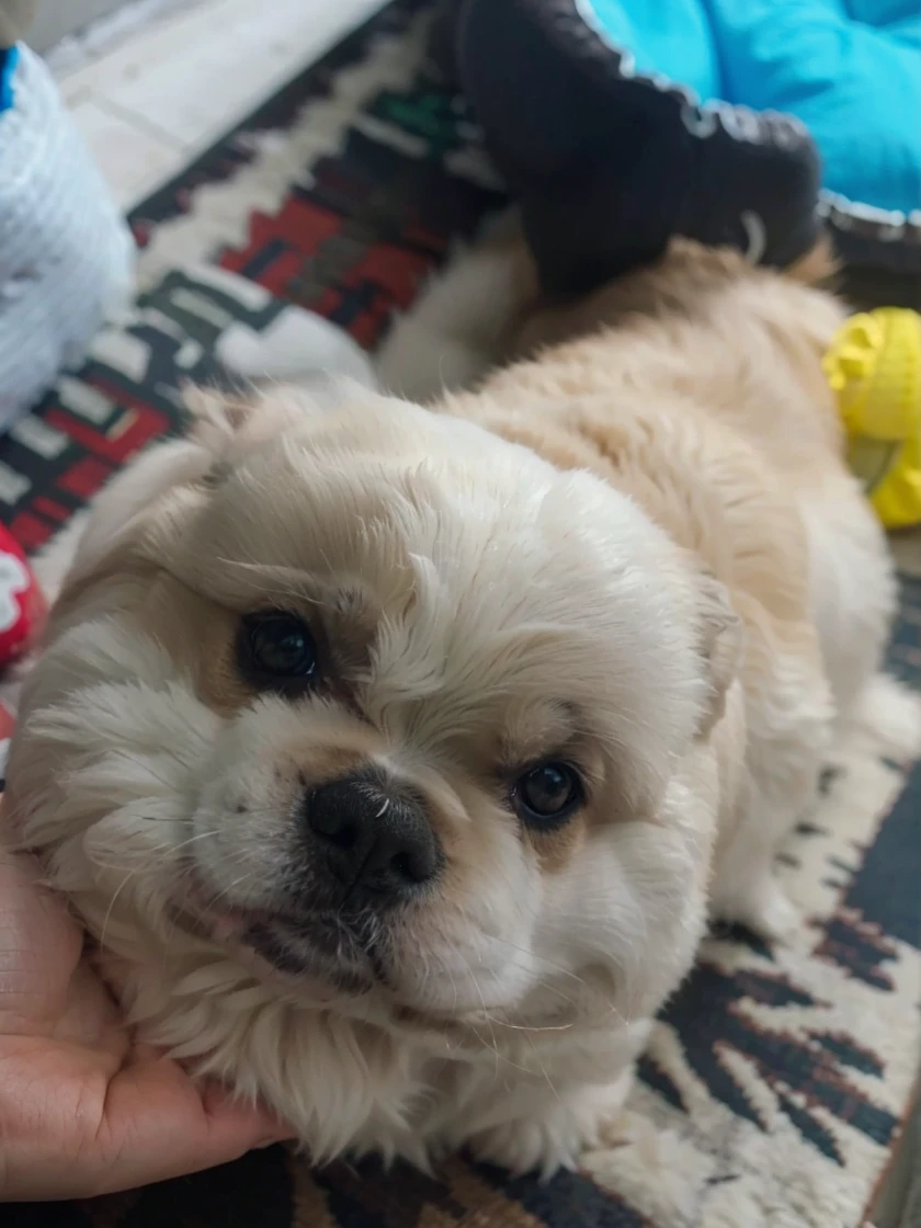 Make the dog look like a marshmallow and you can see its face.